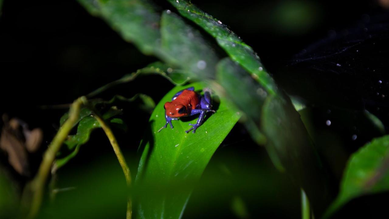 Hotel Rancho Cerro Azul La Fortuna Екстериор снимка