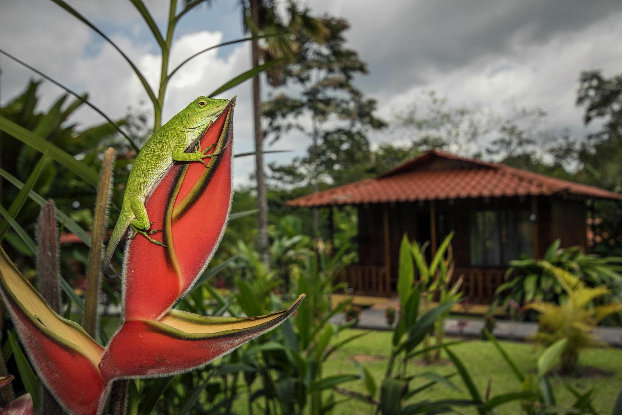 Hotel Rancho Cerro Azul La Fortuna Екстериор снимка